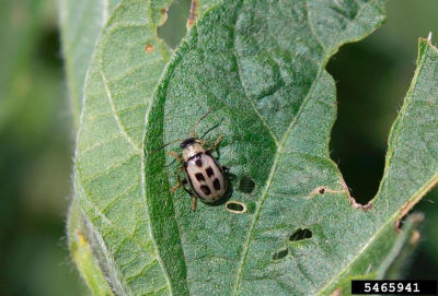 Bean leaf beetle image
